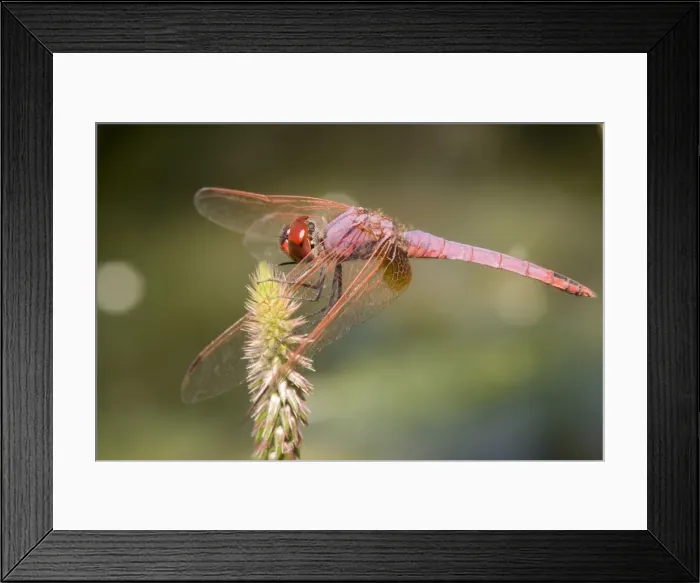 Framed Print : Picture No. 10741565 Framed Print : Picture No. 10741565