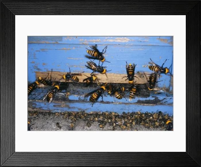 Framed Print : Picture No. 10741474
