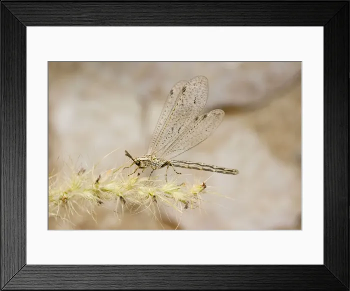 Framed Print : Picture No. 10741593 Framed Print : Picture No. 10741593