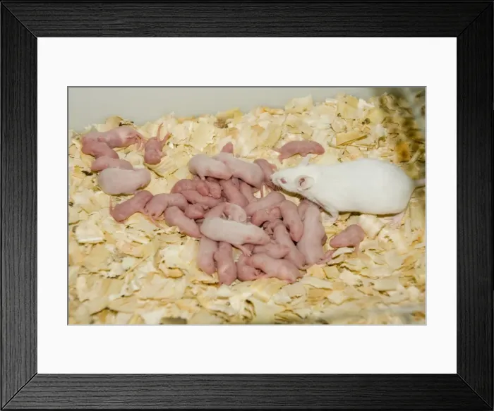Framed Print : Picture No. 10741556