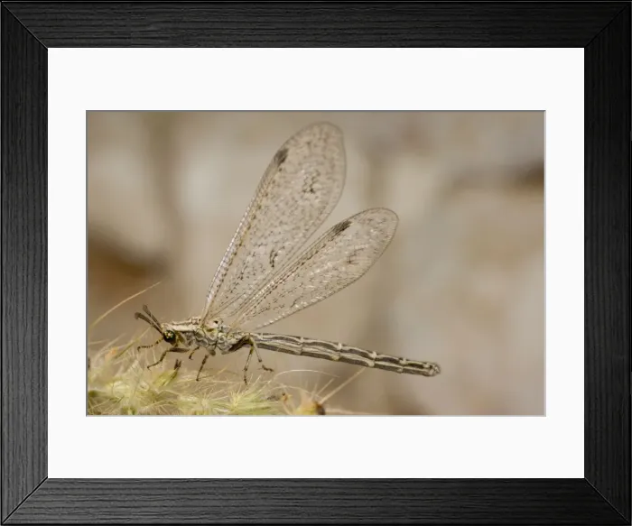 Framed Print : Picture No. 10741594 Framed Print : Picture No. 10741594