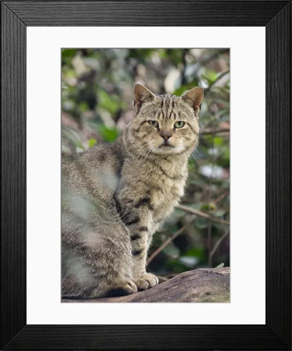 Framed Print : Picture No. 10741667 Framed Print : Picture No. 10741667
