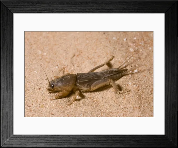 Framed Print : Picture No. 10741603 Framed Print : Picture No. 10741603