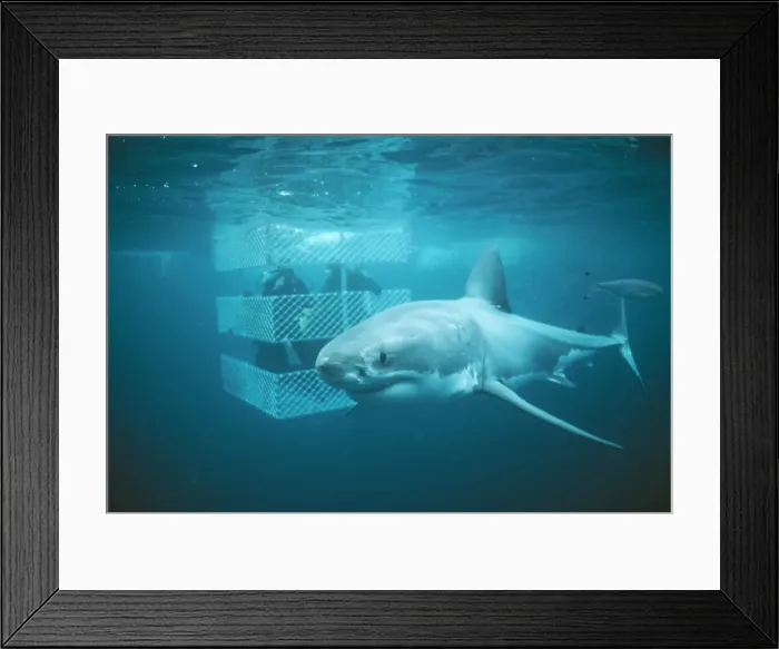 Framed Print : Picture No. 10741787