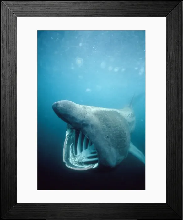 Framed Print : Picture No. 10741792 Framed Print : Picture No. 10741792
