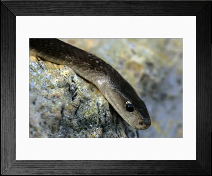 Framed Print : Picture No. 10741766
