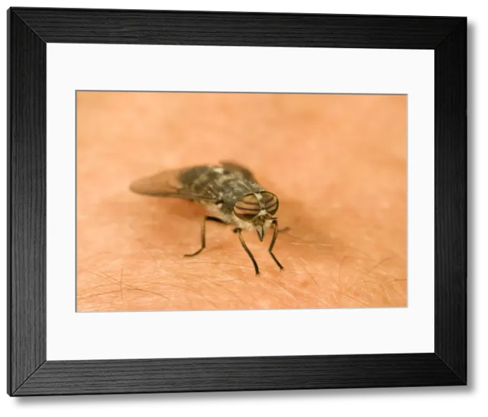 Framed Print : Picture No. 10741850
