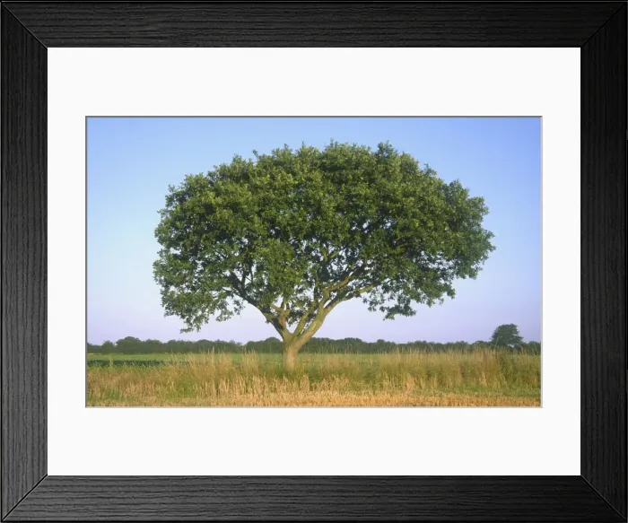 Framed Print : Picture No. 10741868 Framed Print : Picture No. 10741868