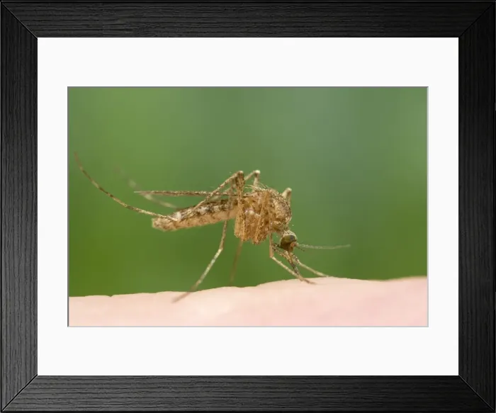 Framed Print : Picture No. 10741906 Framed Print : Picture No. 10741906
