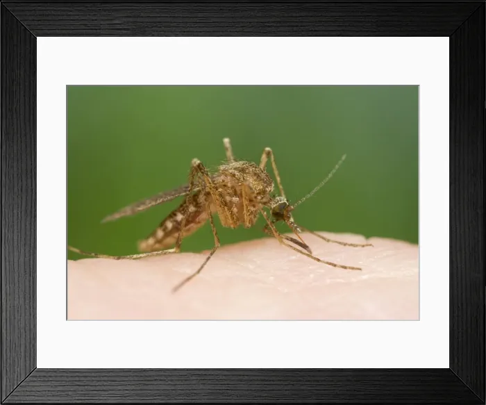 Framed Print : Picture No. 10741907 Framed Print : Picture No. 10741907