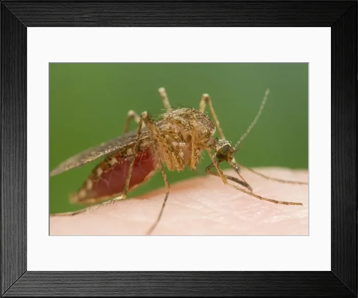 Framed Print : Picture No. 10741909 Framed Print : Picture No. 10741909