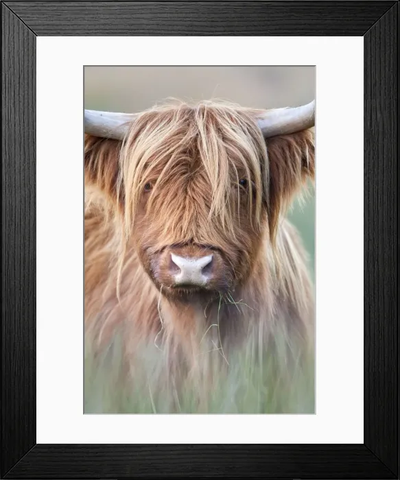 Framed Print : Picture No. 10742621