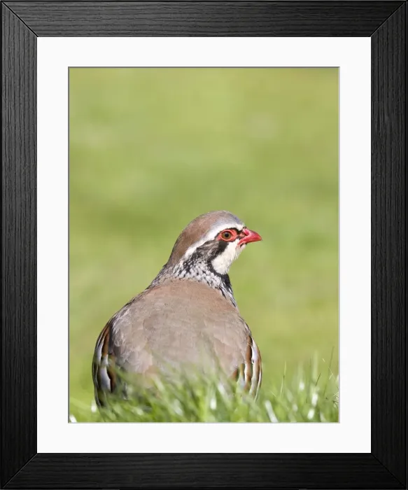 Framed Print : Picture No. 10742533 Framed Print : Picture No. 10742533