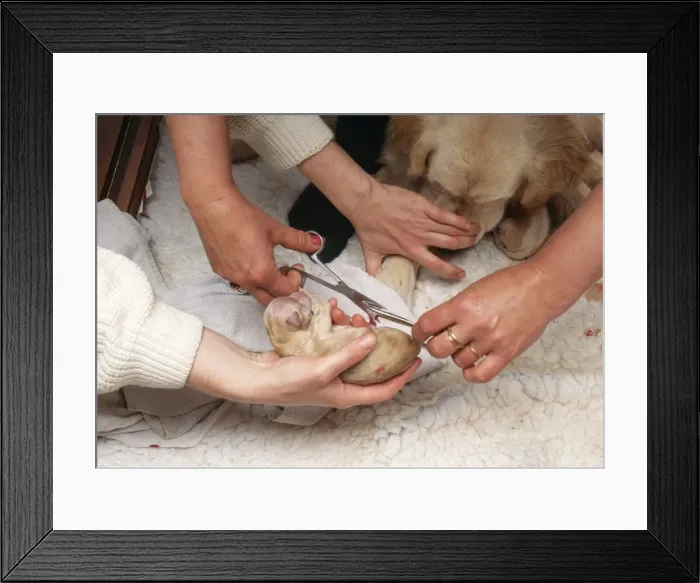 Framed Print : Picture No. 10742713 Framed Print : Picture No. 10742713