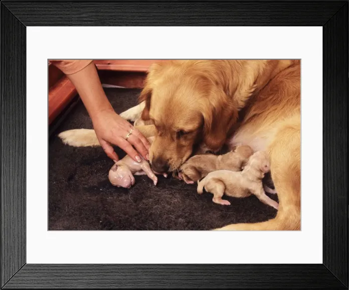 Framed Print : Picture No. 10742679 Framed Print : Picture No. 10742679