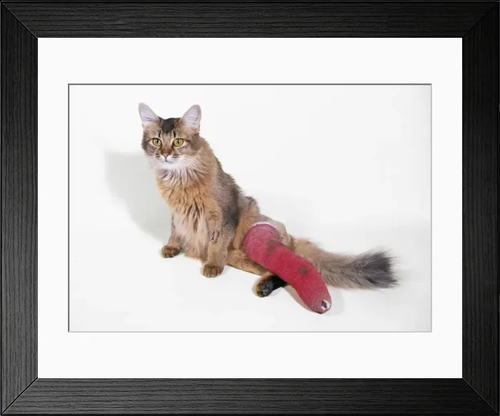 Framed Print : Picture No. 10742739 Framed Print : Picture No. 10742739