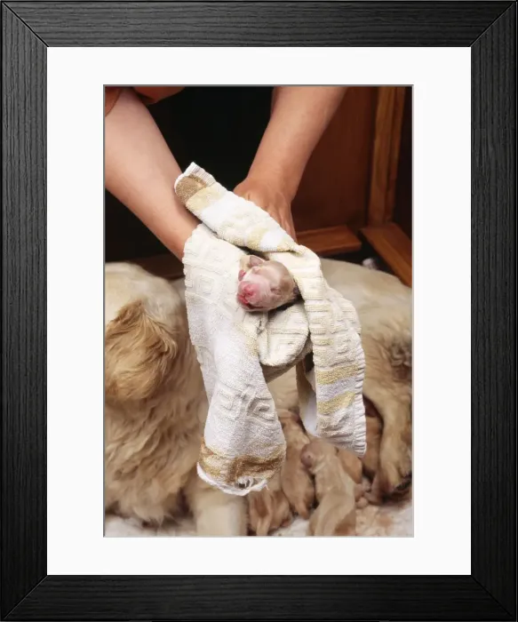 Framed Print : Picture No. 10742714