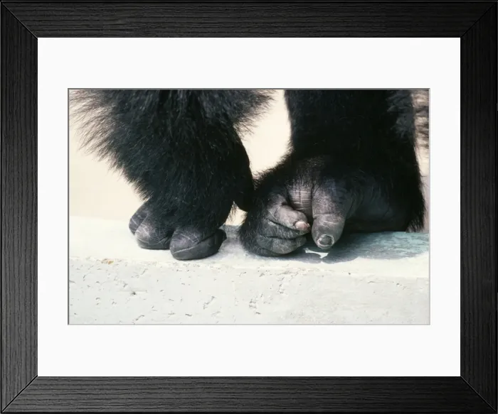 Framed Print : Picture No. 10742877 Framed Print : Picture No. 10742877