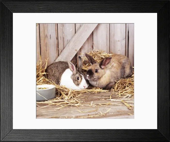 Framed Print : Picture No. 10742864 Framed Print : Picture No. 10742864