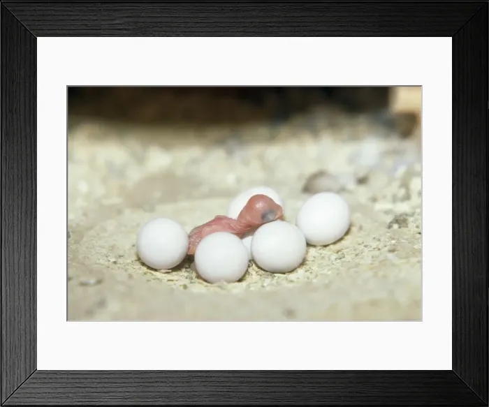 Framed Print : Picture No. 10742839 Framed Print : Picture No. 10742839
