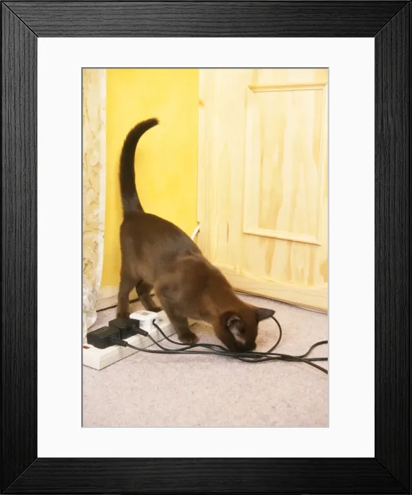 Framed Print : Picture No. 10742987 Framed Print : Picture No. 10742987
