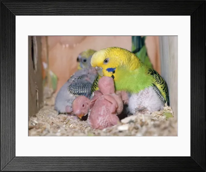 Framed Print : Picture No. 10742845 Framed Print : Picture No. 10742845