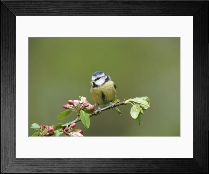 Framed Print : Picture No. 10743042 Framed Print : Picture No. 10743042