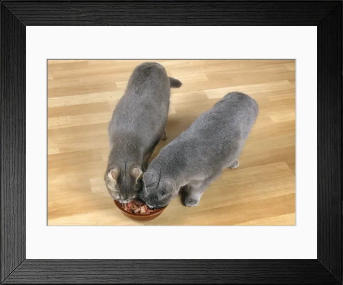 Framed Print : Picture No. 10743150 Framed Print : Picture No. 10743150