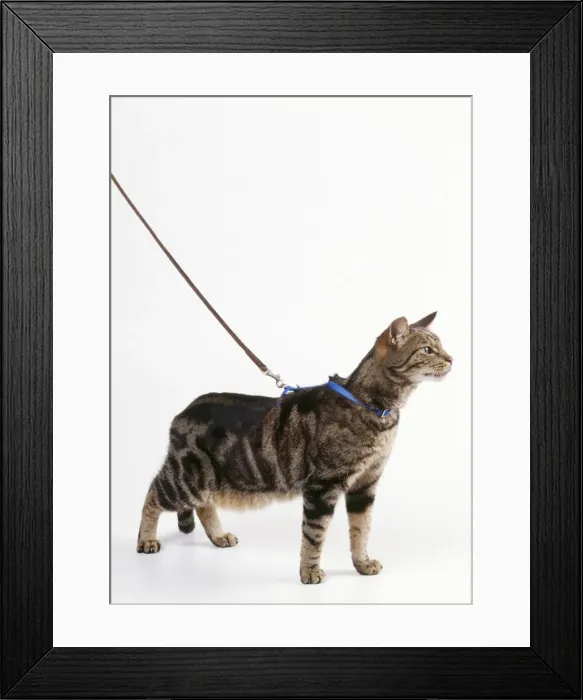 Framed Print : Picture No. 10743275 Framed Print : Picture No. 10743275