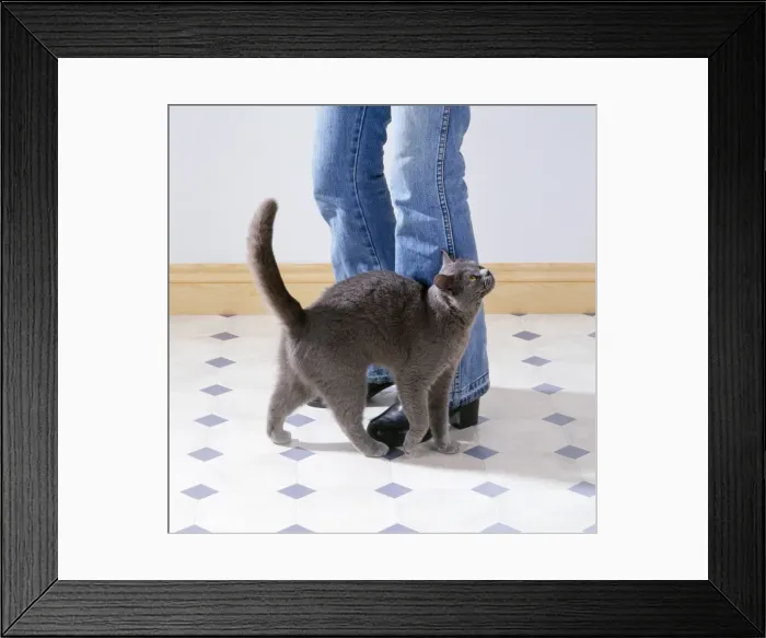 Framed Print : Picture No. 10743386 Framed Print : Picture No. 10743386