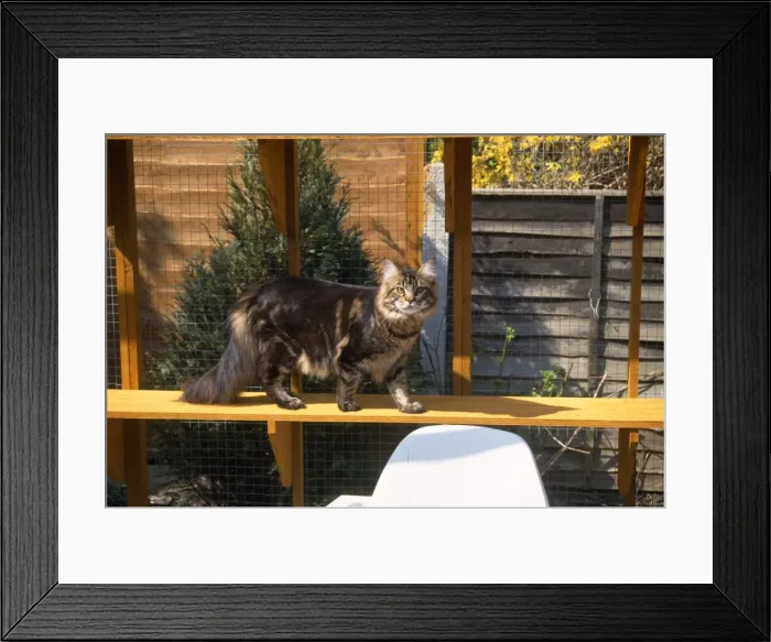 Framed Print : Picture No. 10743448 Framed Print : Picture No. 10743448