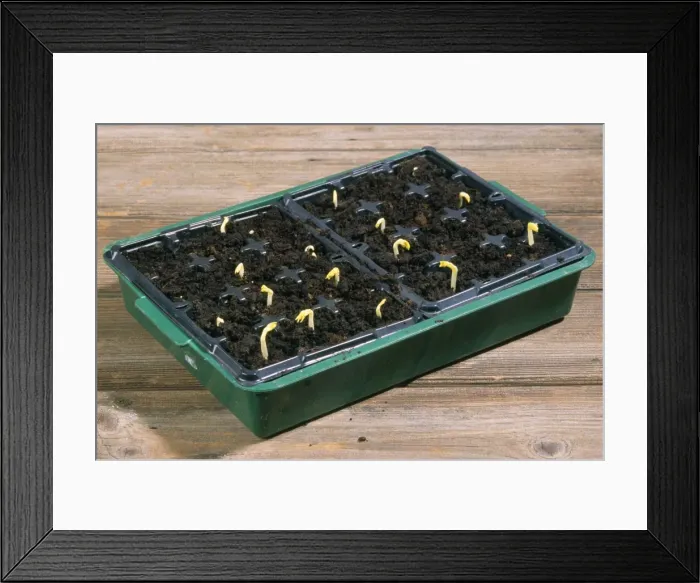 Framed Print : Picture No. 10743569 Framed Print : Picture No. 10743569