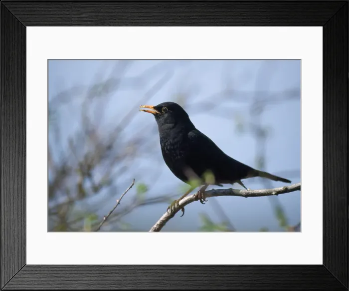 Framed Print : Picture No. 10743512 Framed Print : Picture No. 10743512