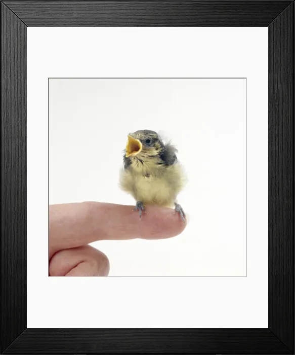 Framed Print : Picture No. 10743666