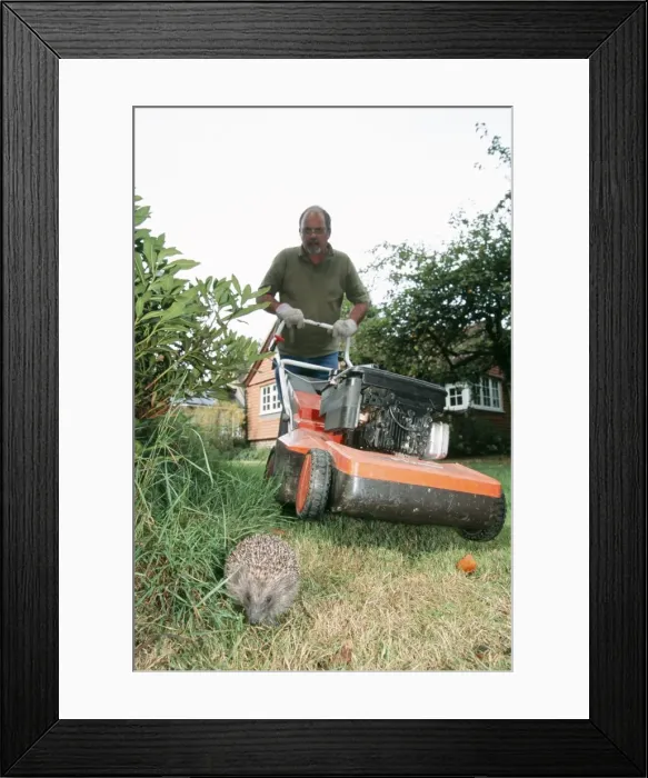 Framed Print : Picture No. 10743749 Framed Print : Picture No. 10743749