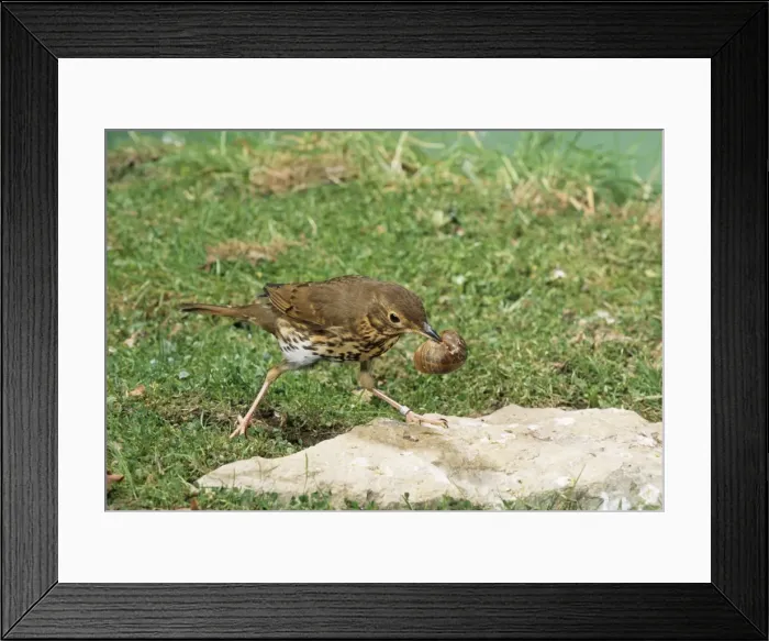Framed Print : Picture No. 10743812 Framed Print : Picture No. 10743812