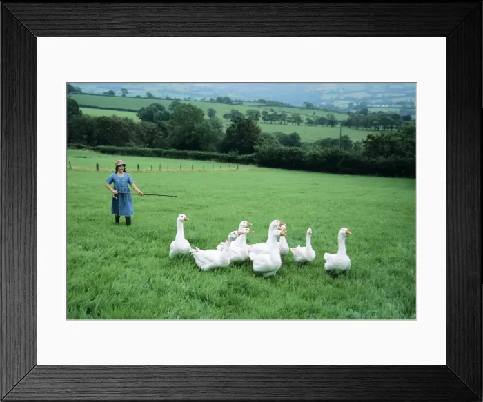 Framed Print : Picture No. 10743761