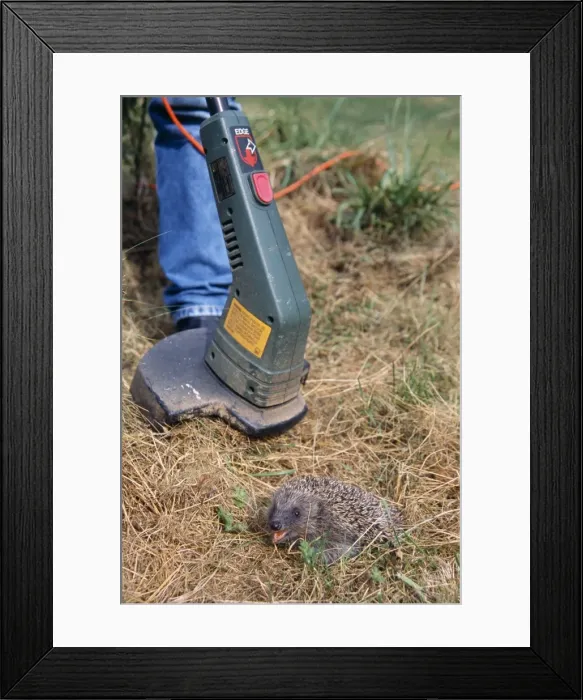 Framed Print : Picture No. 10743750 Framed Print : Picture No. 10743750