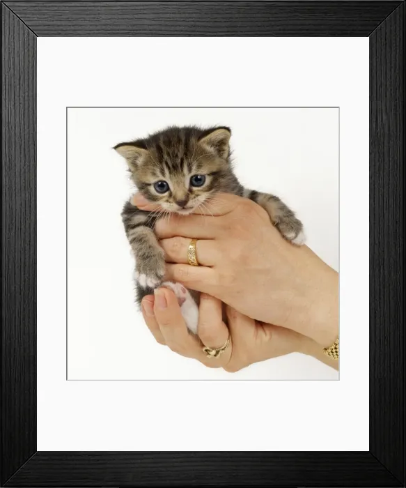Framed Print : Picture No. 10744241 Framed Print : Picture No. 10744241