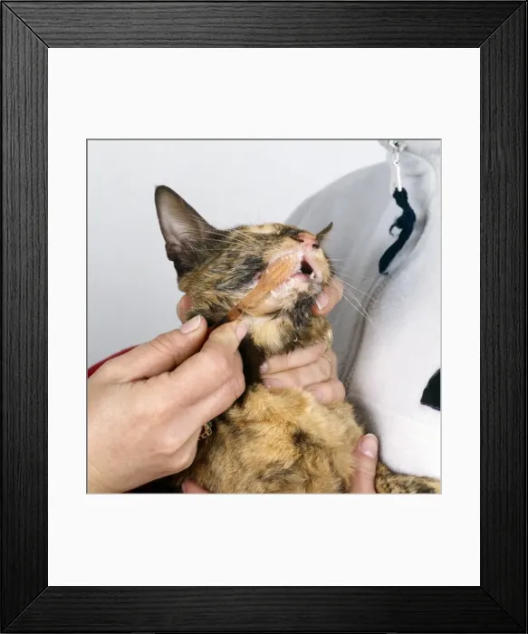 Framed Print : Picture No. 10744301 Framed Print : Picture No. 10744301