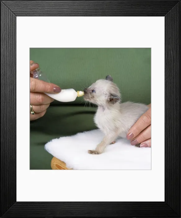 Framed Print : Picture No. 10744392 Framed Print : Picture No. 10744392