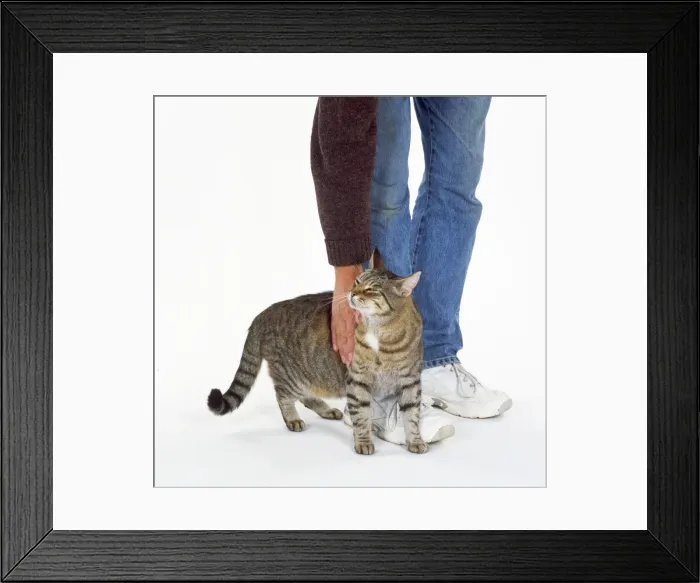 Framed Print : Picture No. 10744674