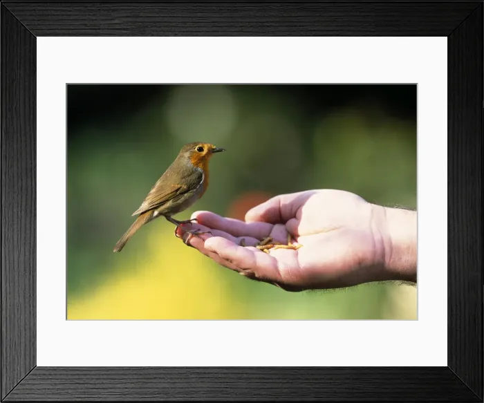 Framed Print : Picture No. 10744693 Framed Print : Picture No. 10744693
