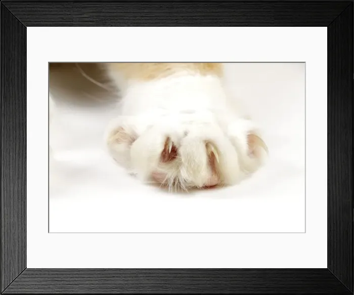 Framed Print : Picture No. 10745820 Framed Print : Picture No. 10745820