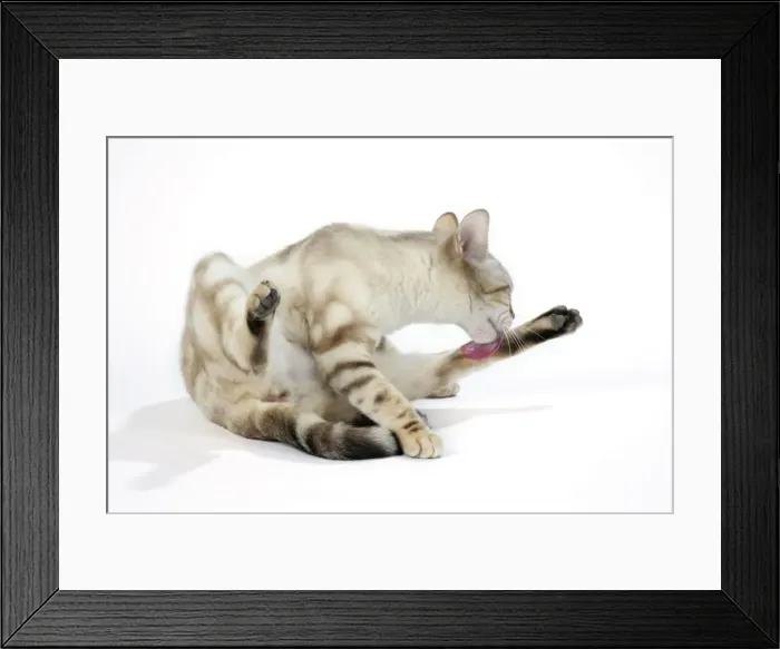 Framed Print : Picture No. 10745838