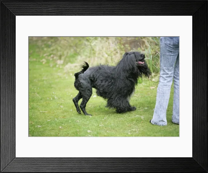 Framed Print : Picture No. 10746440 Framed Print : Picture No. 10746440