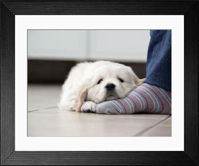 Framed Print : Picture No. 10745891 Framed Print : Picture No. 10745891