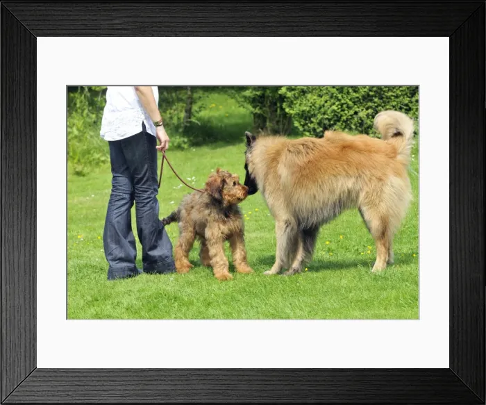 Framed Print : Picture No. 10746625 Framed Print : Picture No. 10746625