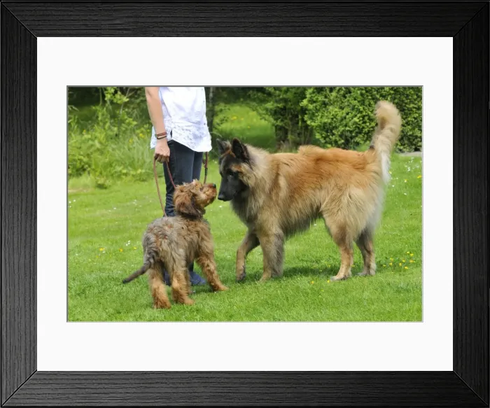 Framed Print : Picture No. 10746626