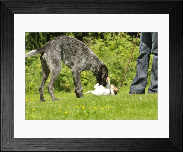 Framed Print : Picture No. 10746622